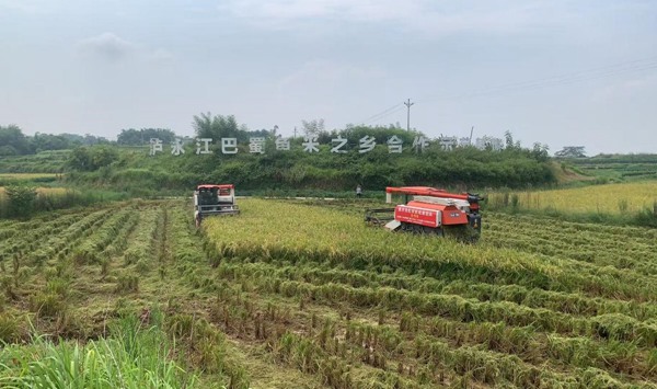 在江津，收割机穿梭田间收割水稻。牟举辉摄