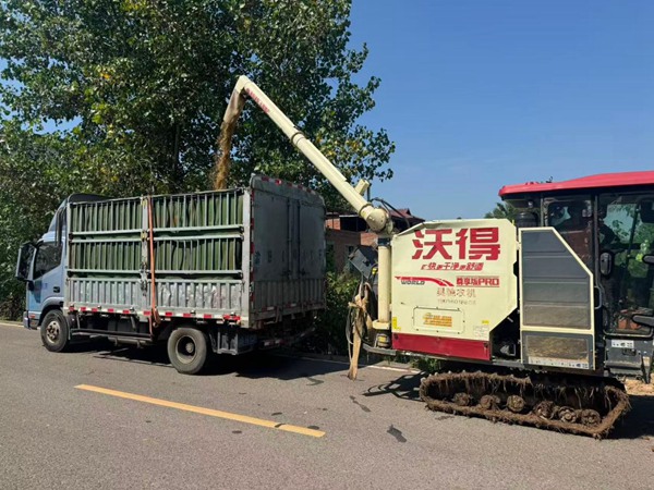 在永川，收割机正在将粮食转往运输车。邹家杰摄
